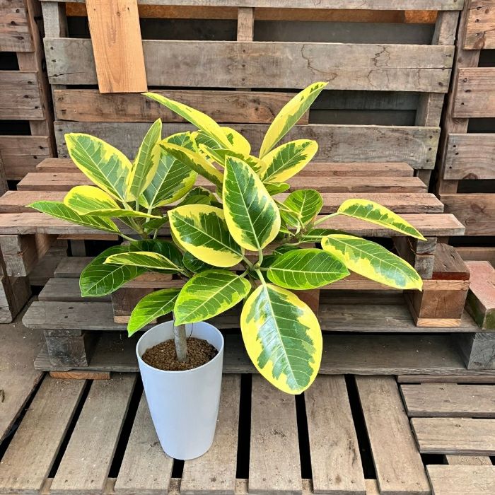 観葉植物現品販売
