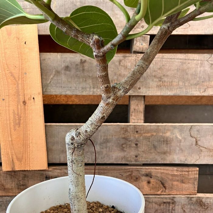 観葉植物現品販売