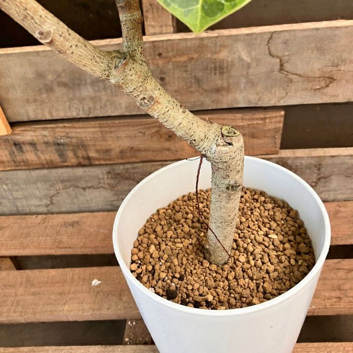 観葉植物現品販売