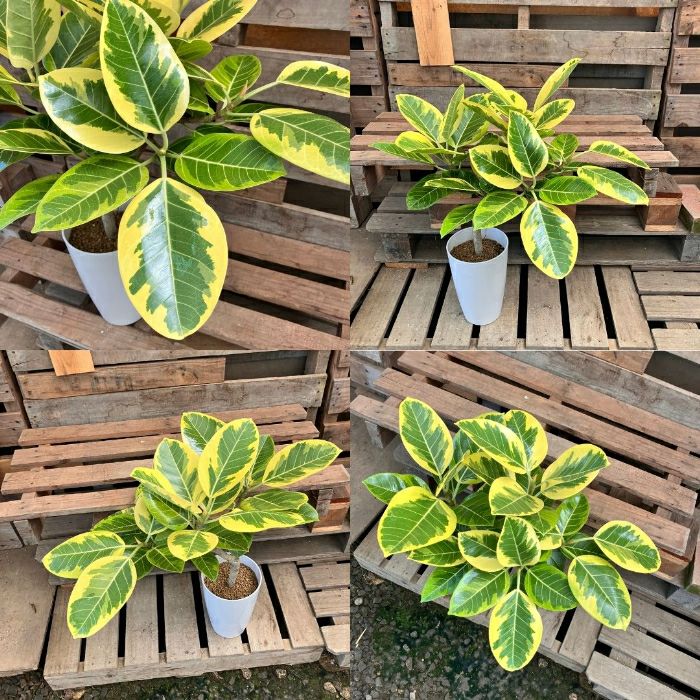 観葉植物現品販売