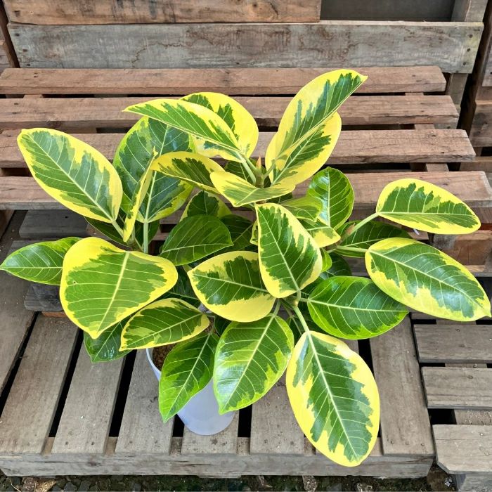 観葉植物現品販売