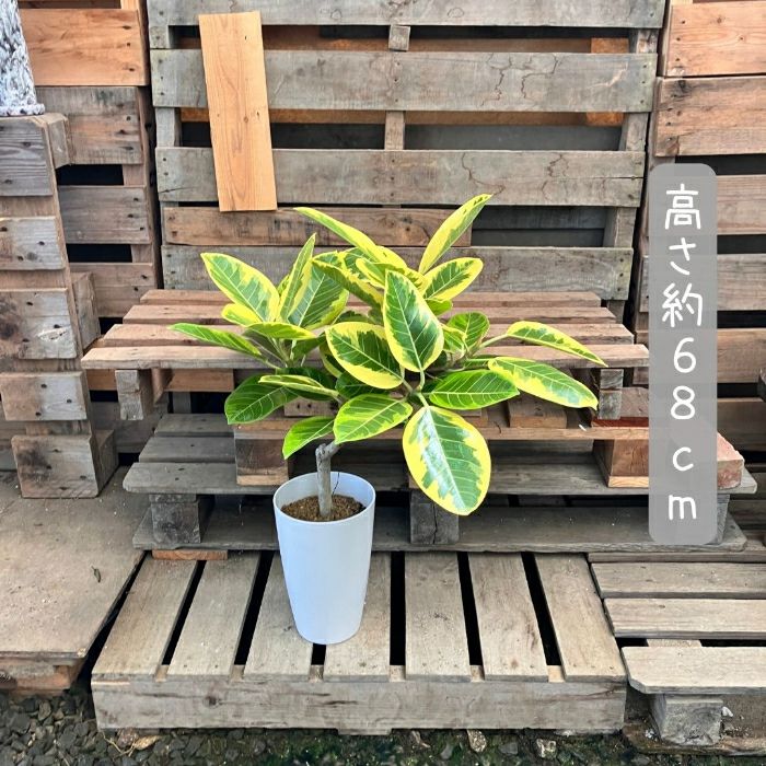 観葉植物現品販売