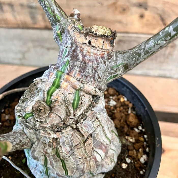 観葉植物現品販売