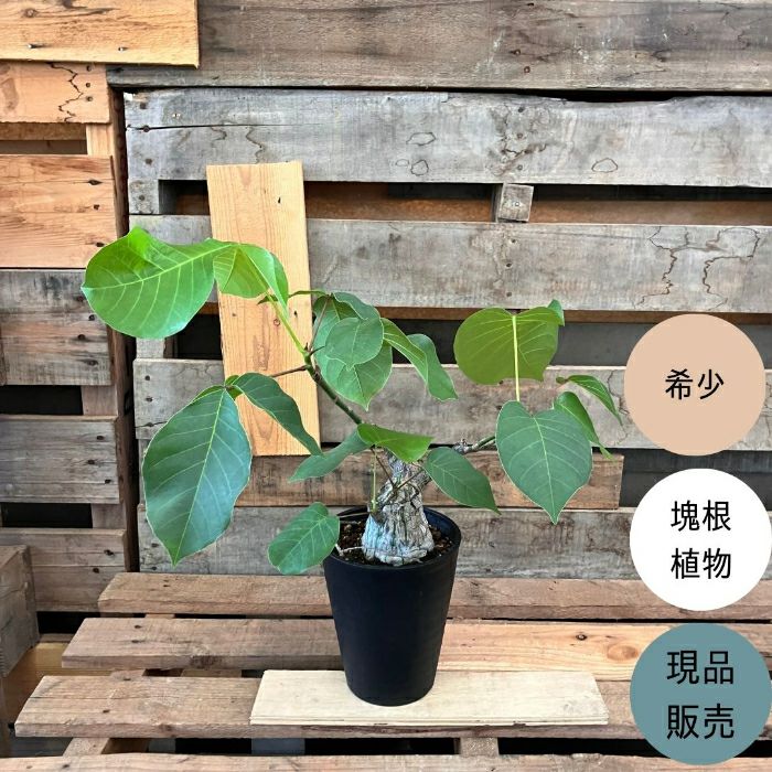 観葉植物現品販売