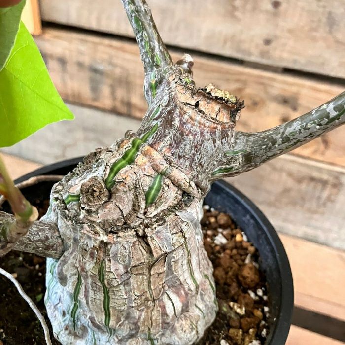 観葉植物現品販売