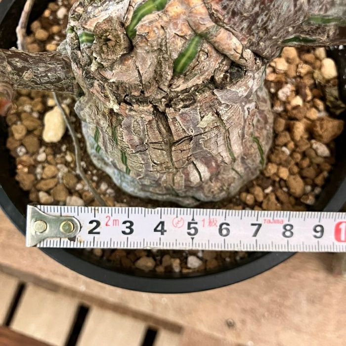観葉植物現品販売