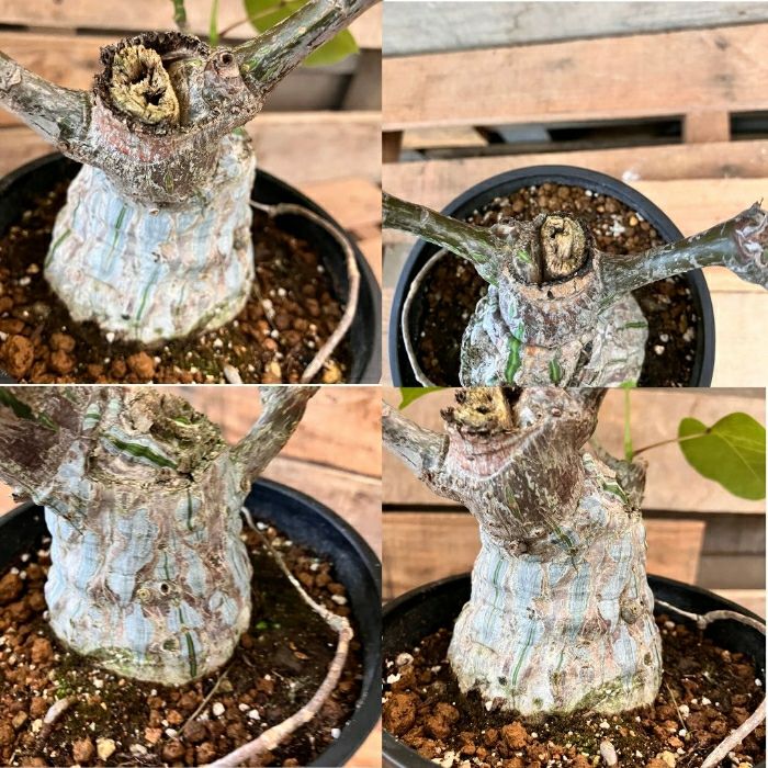 観葉植物現品販売