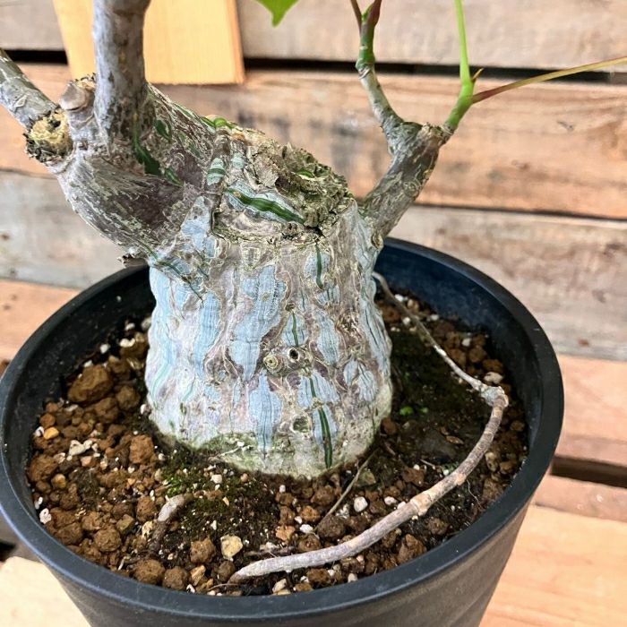 観葉植物現品販売