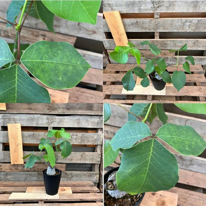 観葉植物現品販売