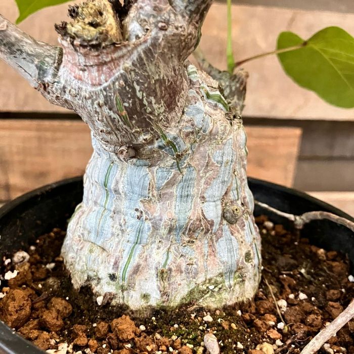 観葉植物現品販売