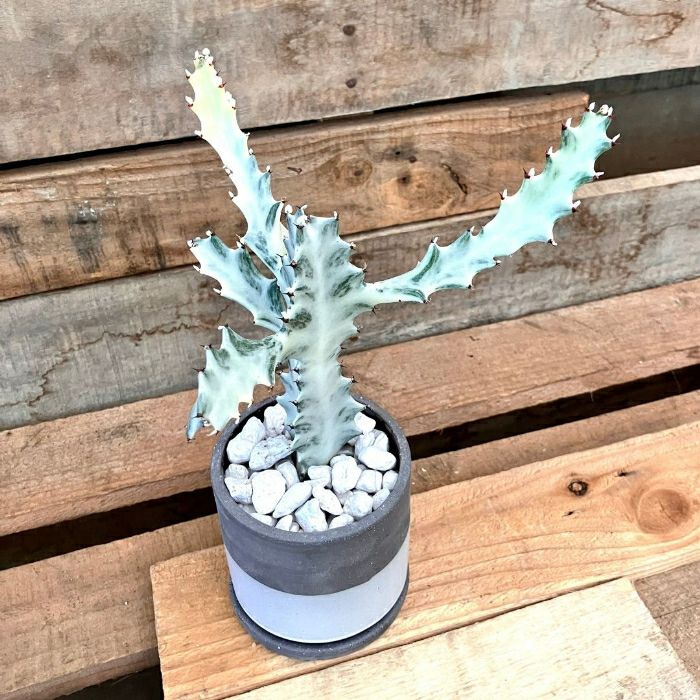 観葉植物現品販売