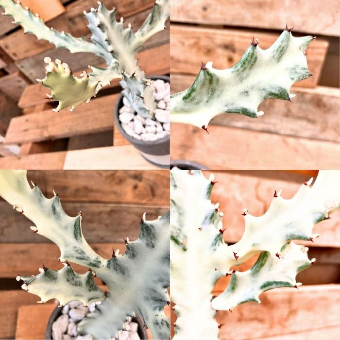 観葉植物現品販売