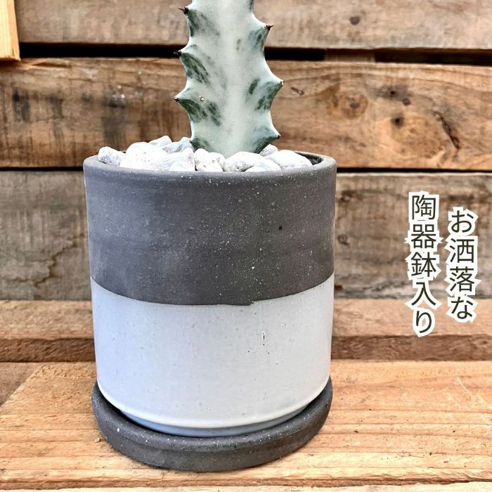 観葉植物現品販売