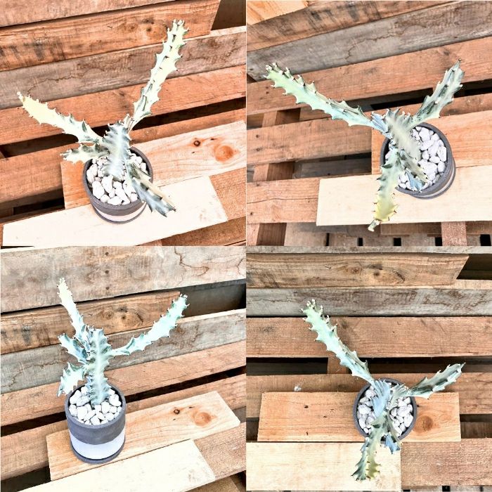 観葉植物現品販売