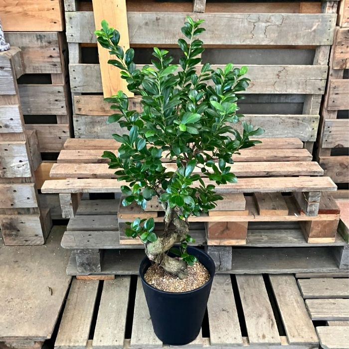 観葉植物 本物 NEW【現品】 1点もの クネクネ ガジュマル 8号 観葉植物 本物 NEW【現品】 1点もの クネクネ ガジュマル 8号