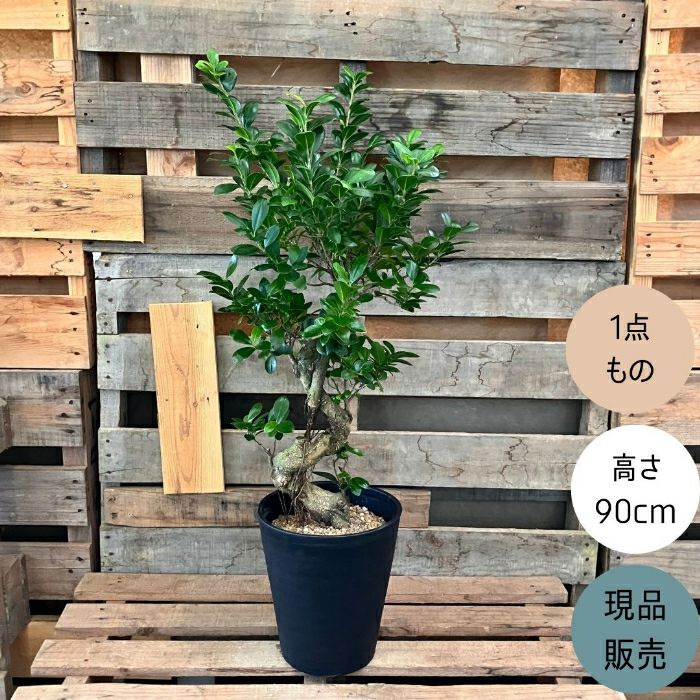 観葉植物現品販売