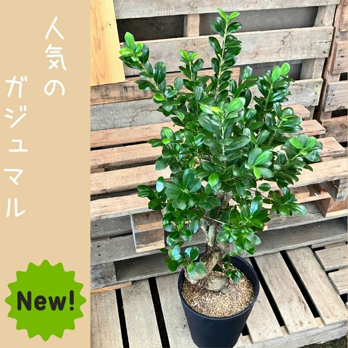 観葉植物現品販売