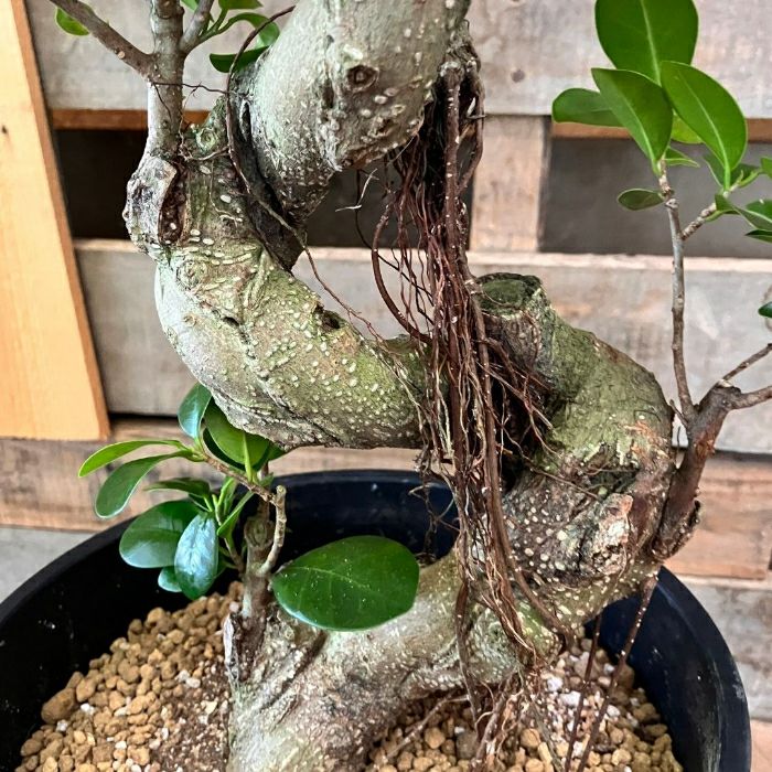 観葉植物現品販売