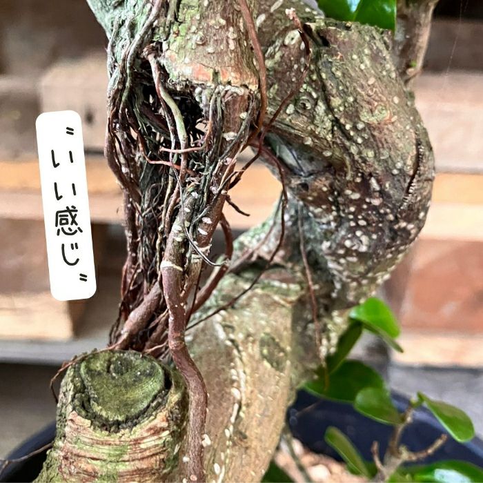 観葉植物現品販売