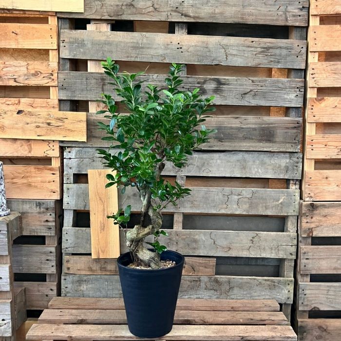 観葉植物現品販売