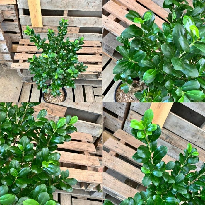 観葉植物現品販売