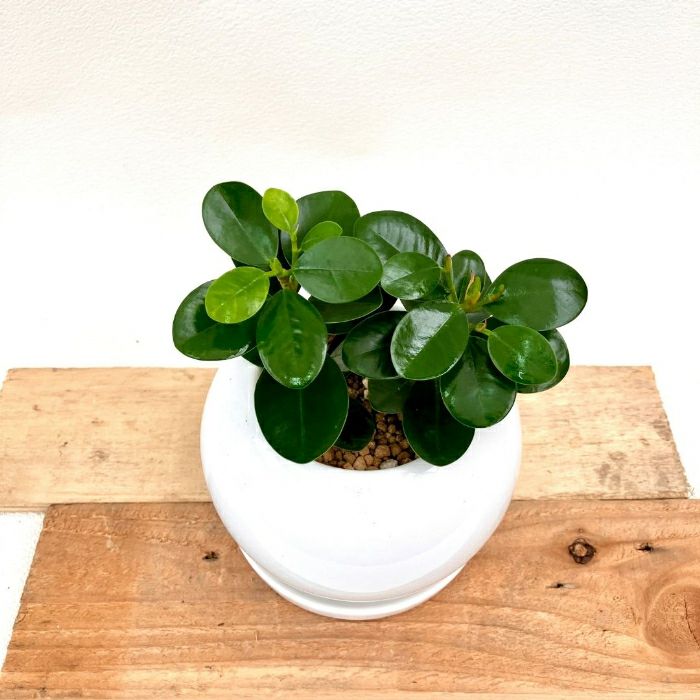 観葉植物現品販売