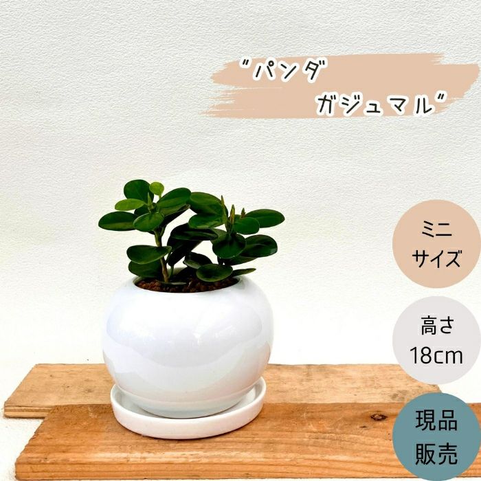 観葉植物現品販売