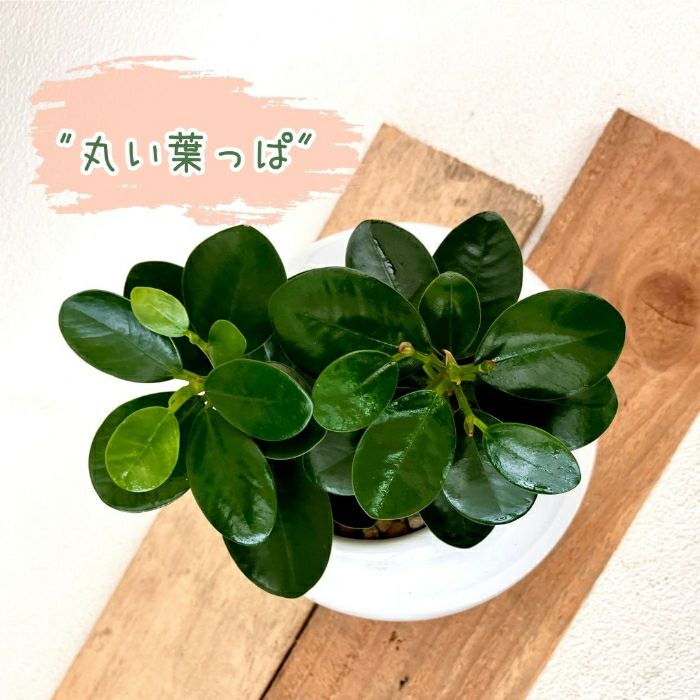 観葉植物現品販売