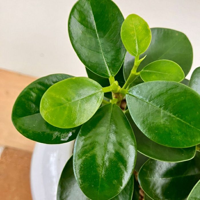 観葉植物現品販売