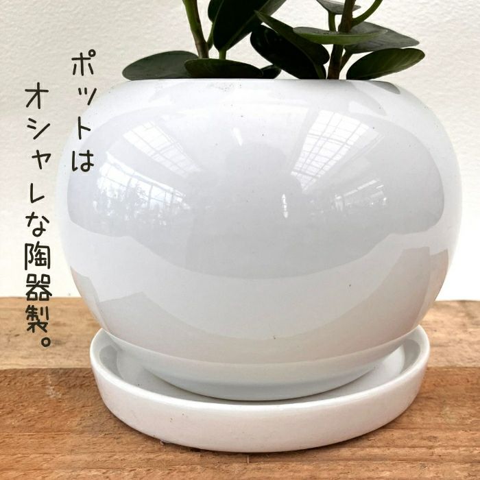 観葉植物現品販売