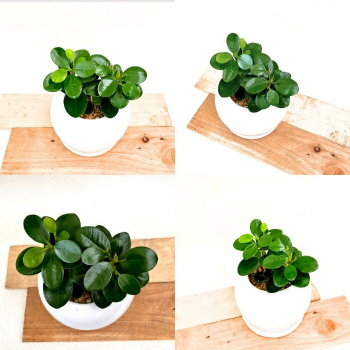 観葉植物現品販売