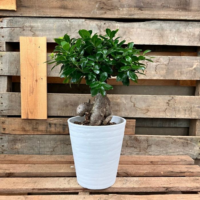 観葉植物現品販売