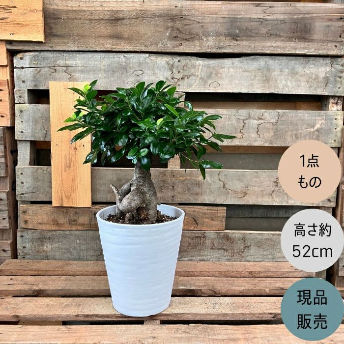 観葉植物現品販売