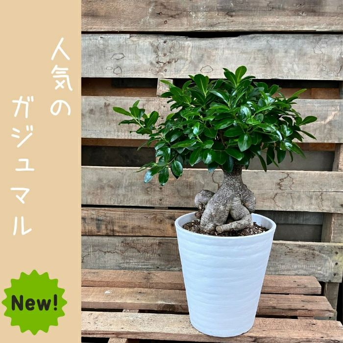 観葉植物現品販売