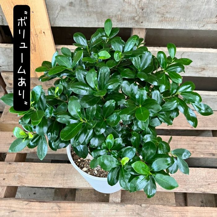 観葉植物現品販売