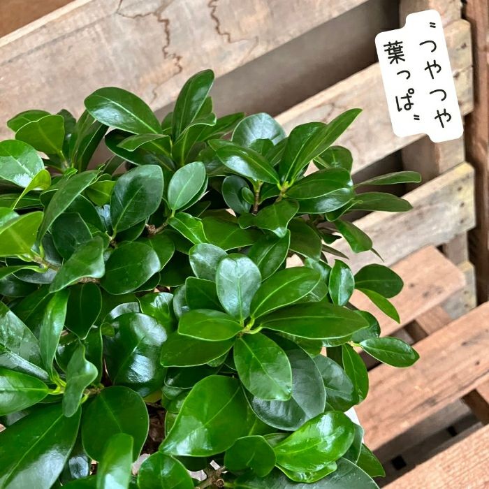 観葉植物現品販売