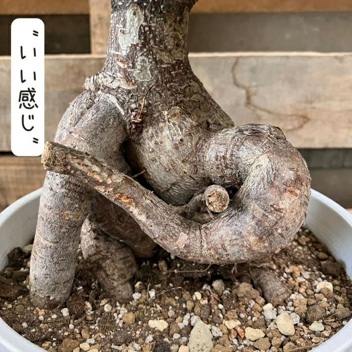 観葉植物現品販売