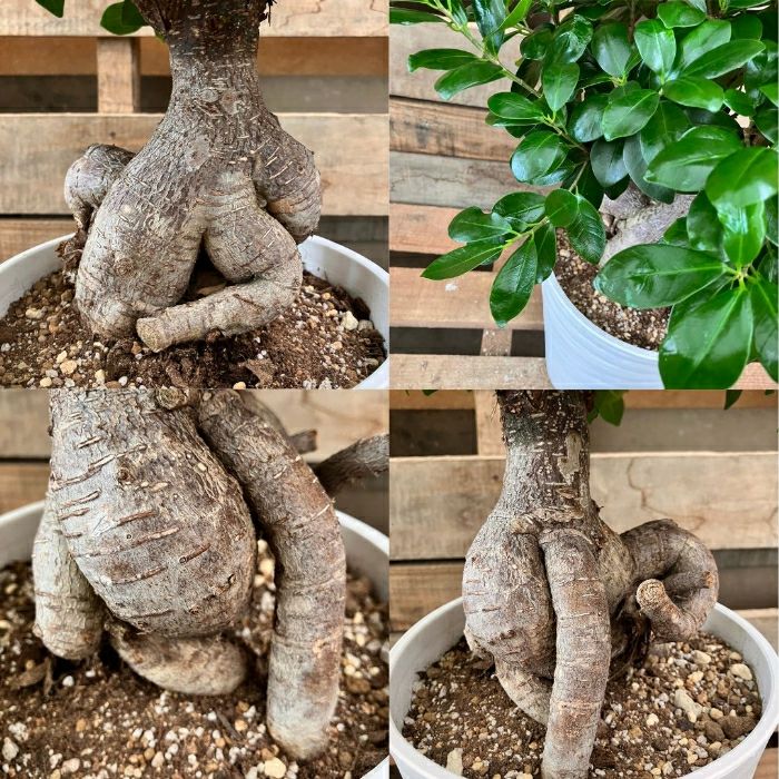 観葉植物現品販売