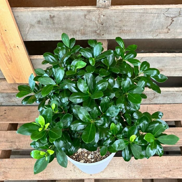 観葉植物現品販売