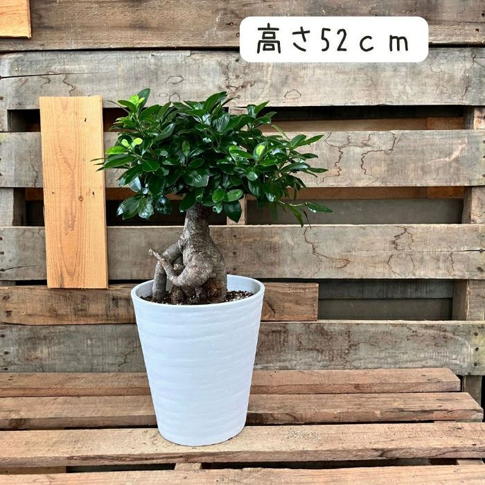 観葉植物現品販売