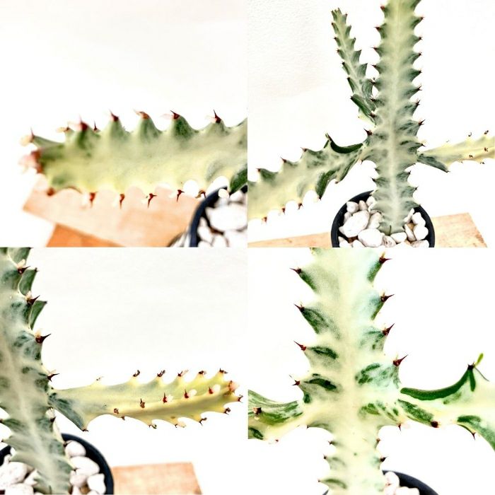 観葉植物現品販売