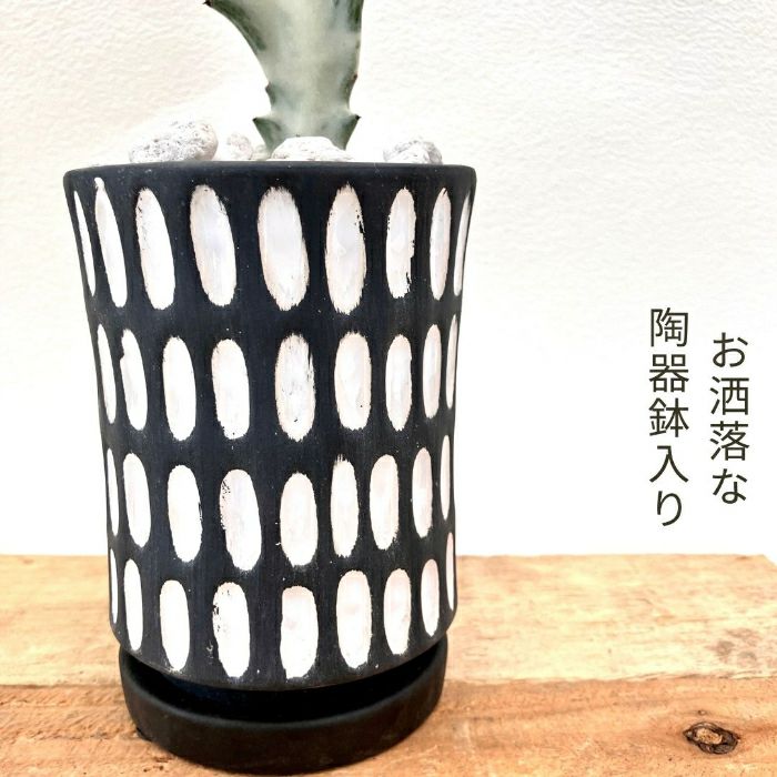 観葉植物現品販売