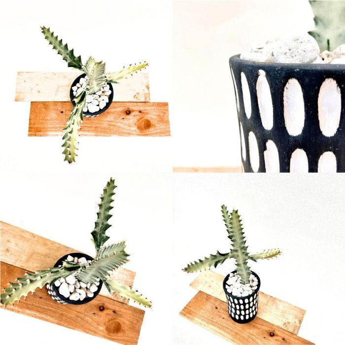 観葉植物現品販売