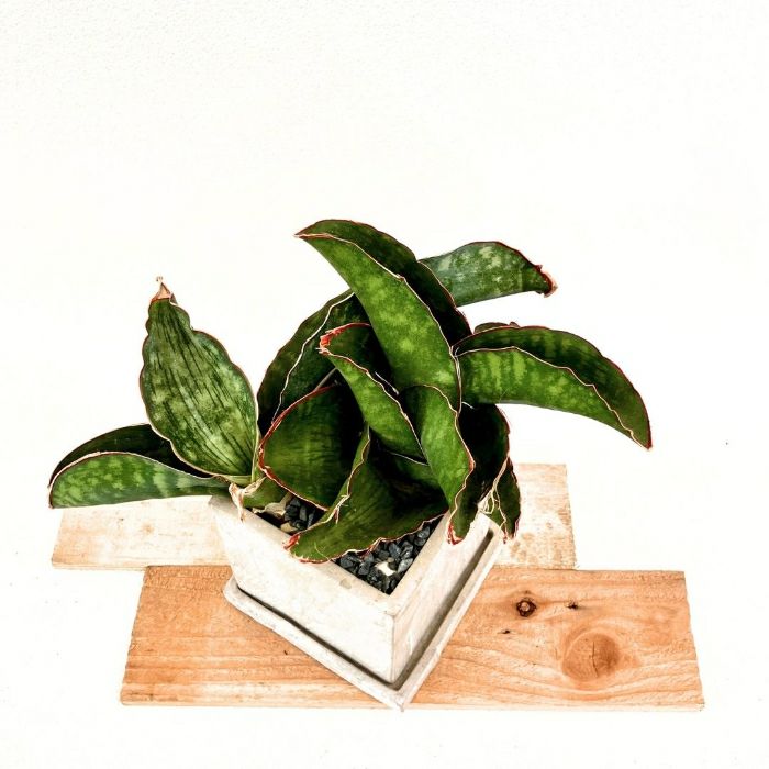 観葉植物現品販売