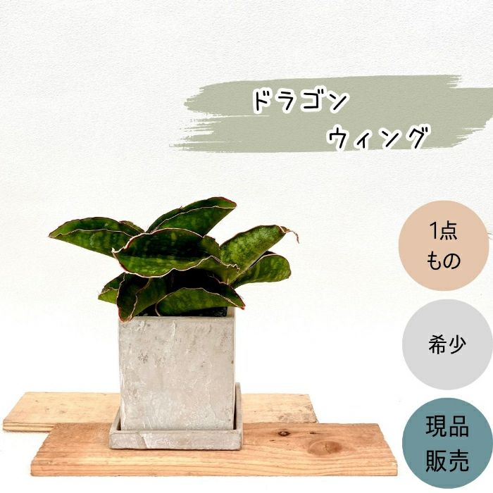 観葉植物現品販売