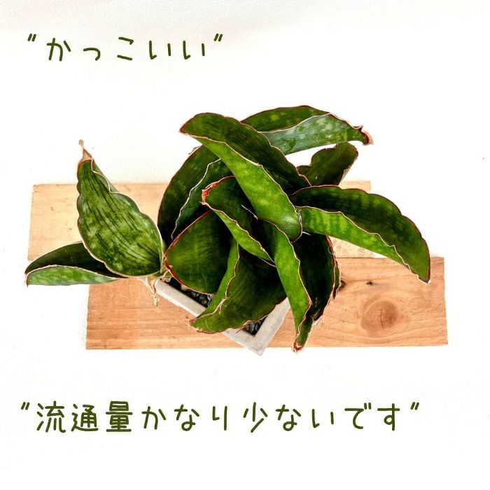 観葉植物現品販売