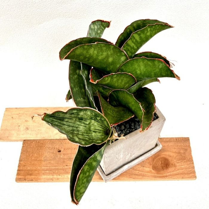 観葉植物現品販売