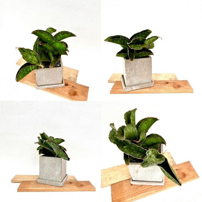 観葉植物現品販売