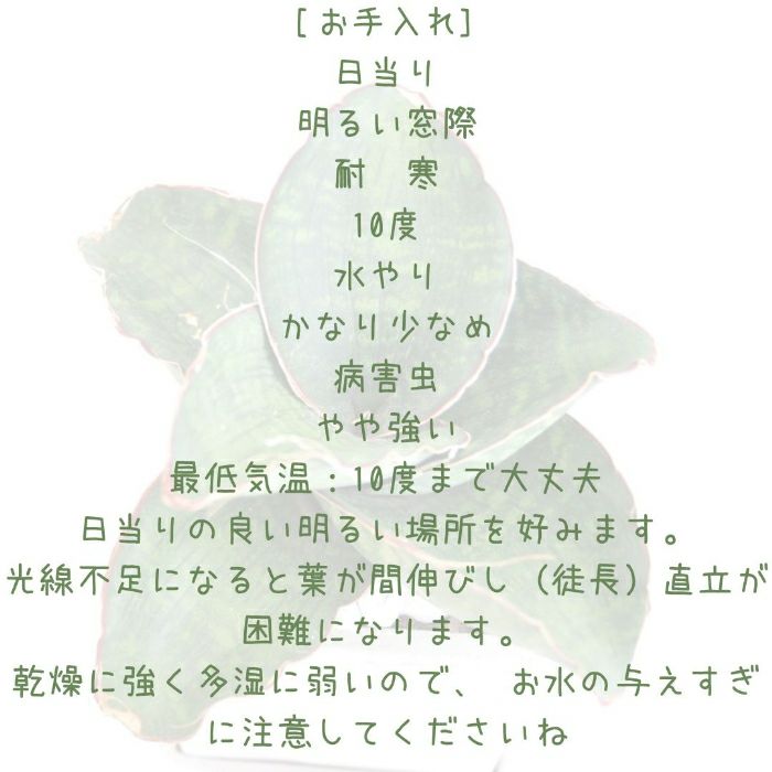 観葉植物現品販売