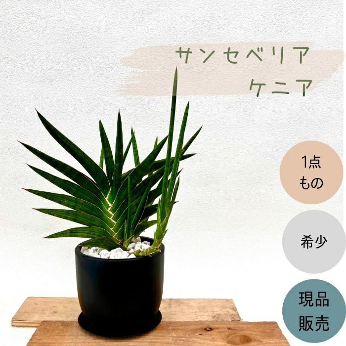 観葉植物現品販売